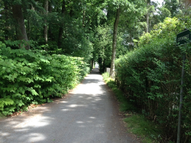 Espendreef - straatzicht