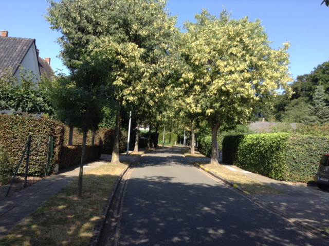 Kapelweg - straatzicht