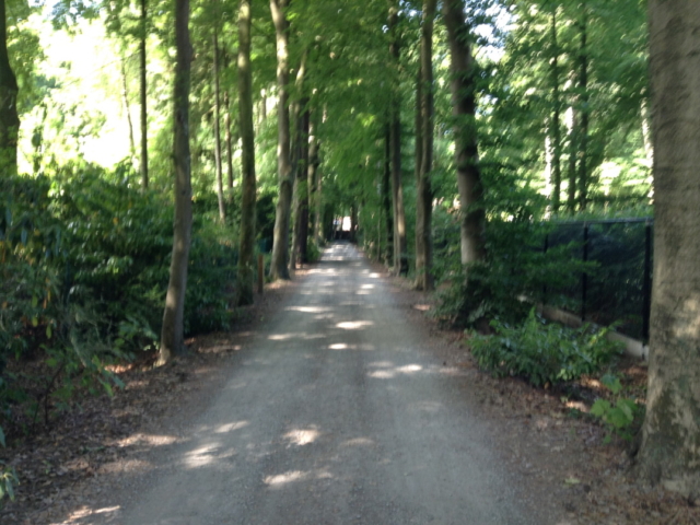Platanendreef - straatzicht